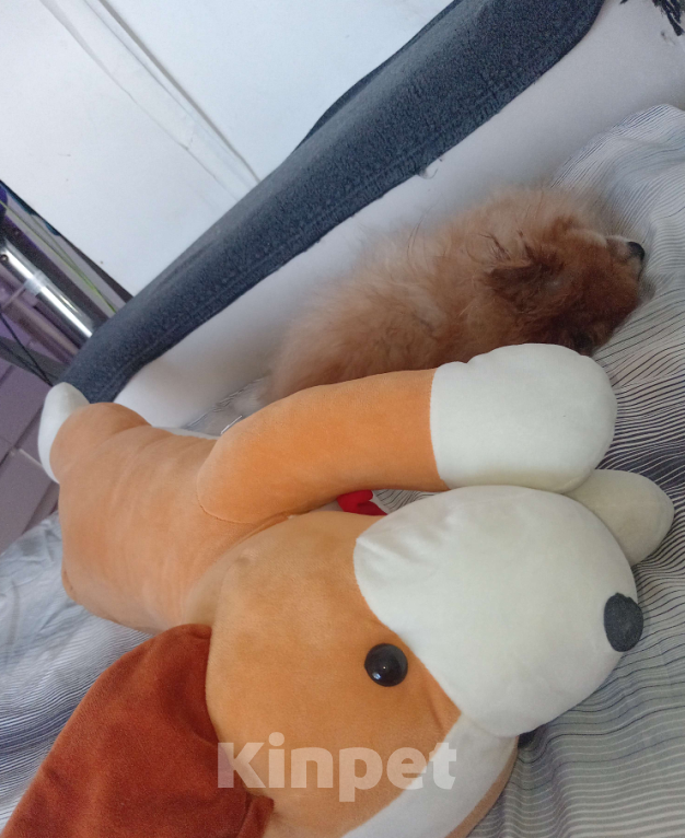 Собаки в Москве: Нора Девочка, Бесплатно - фото 6