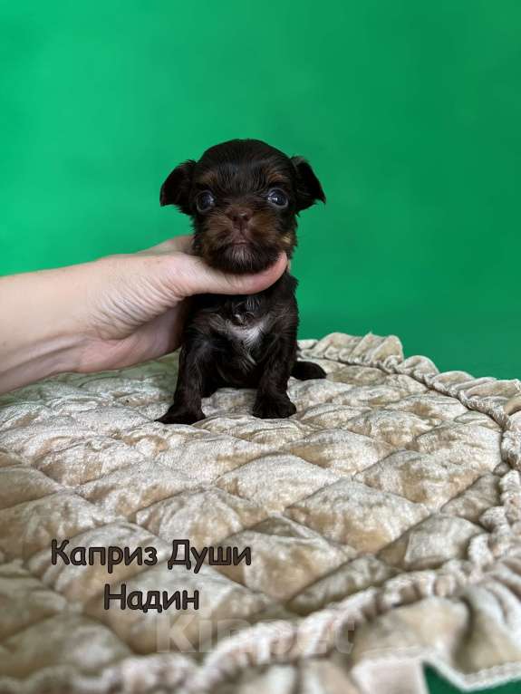 Собаки в Сосновом Бору: Девочка шоколад с подпалом Надин Девочка, 130 000 руб. - фото 3
