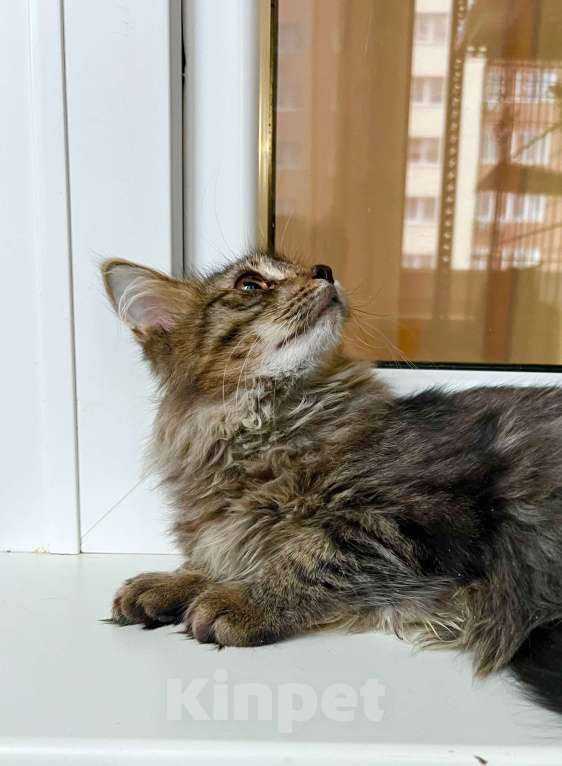 Кошки в Москве: Бесхитростный пушистик, котенок Джой в добрые руки Мальчик, Бесплатно - фото 2