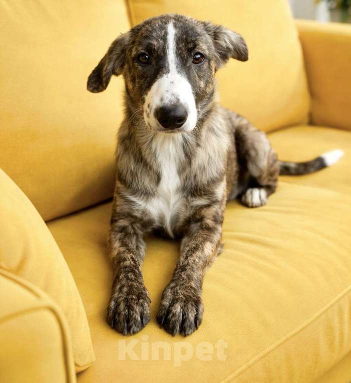 Собаки в Москве: Тигра Терри ищет дом Девочка, Бесплатно - фото 8