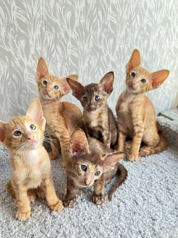 Ориентальные котята