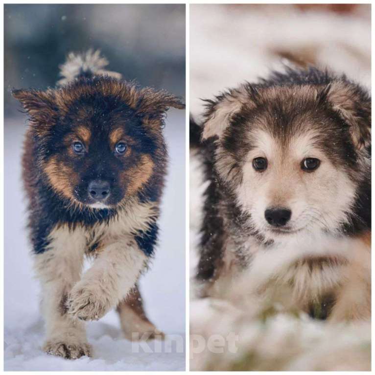 Собаки в Наро-Фоминске: Потап и Вайс ищут семью Мальчик, Бесплатно - фото 1
