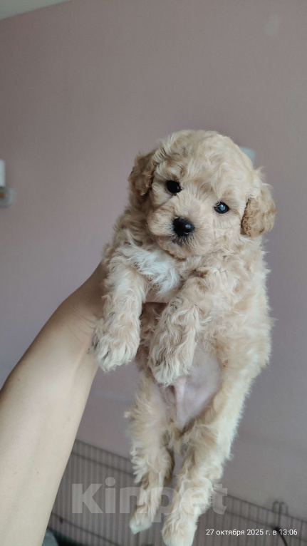 Собаки в Мытищах: Пушон (бишпу) Мальчик, 150 000 руб. - фото 1