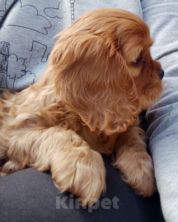 Собаки в Москве: Щенки Кавалер Кинг Чарлз Спаниель  паренек рубин. Мальчик, 50 000 руб. - фото 6