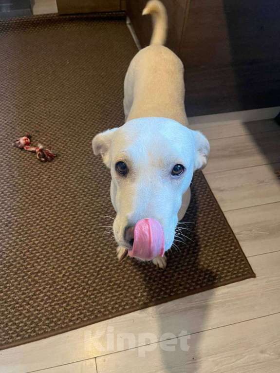 Собаки в Москве: Белый обтянутый кожей скелет Бемби Девочка, 10 руб. - фото 5