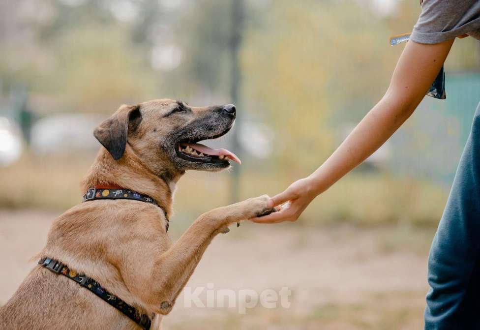 Собаки в Москве: Алана Девочка, Бесплатно - фото 1