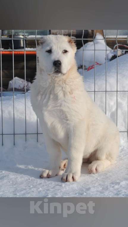 Собаки в Архангельске: Белоснежная принцесса в поисках хозяев Девочка, Бесплатно - фото 2