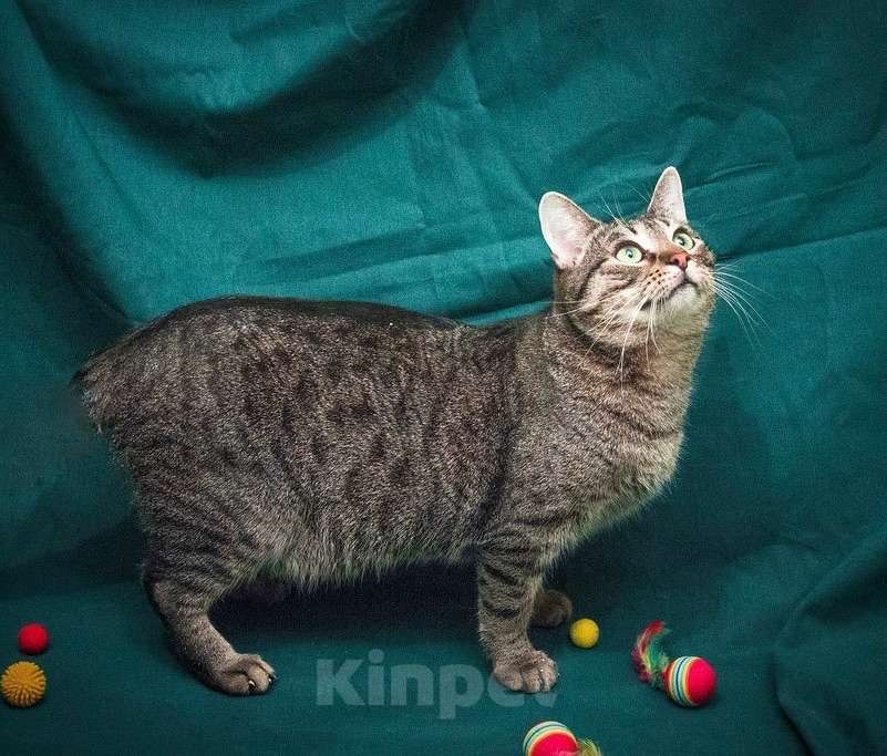 Кошки в Москве: Шикарный шпротный кот Вася в добрые руки Мальчик, Бесплатно - фото 4