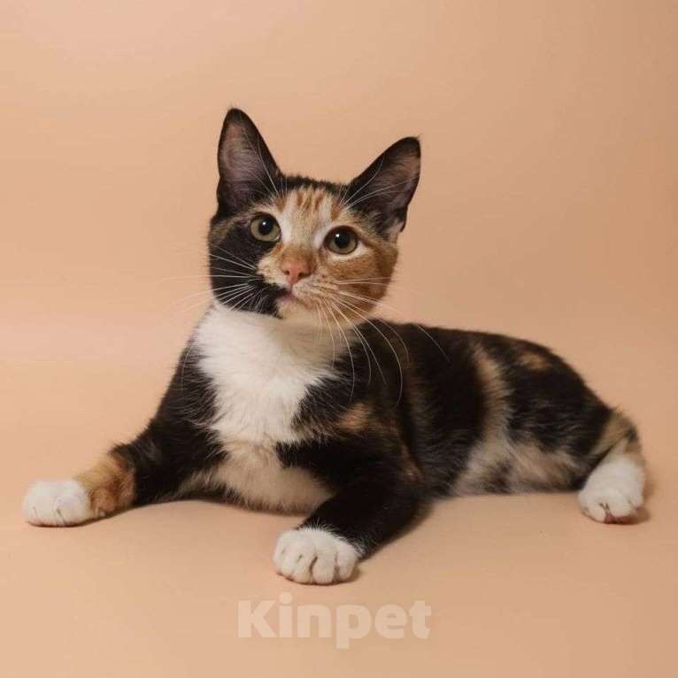 Кошки в Москве: Котенок Ириска в добрые руки  Девочка, Бесплатно - фото 2