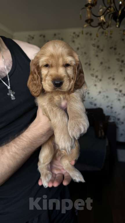 Собаки в Москве: Мальчик - рыжий  Мальчик, Бесплатно - фото 2