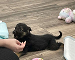 Собаки в Краснодаре: Краснодар отдаю щенка в добрые руки Девочка, Бесплатно - фото 2