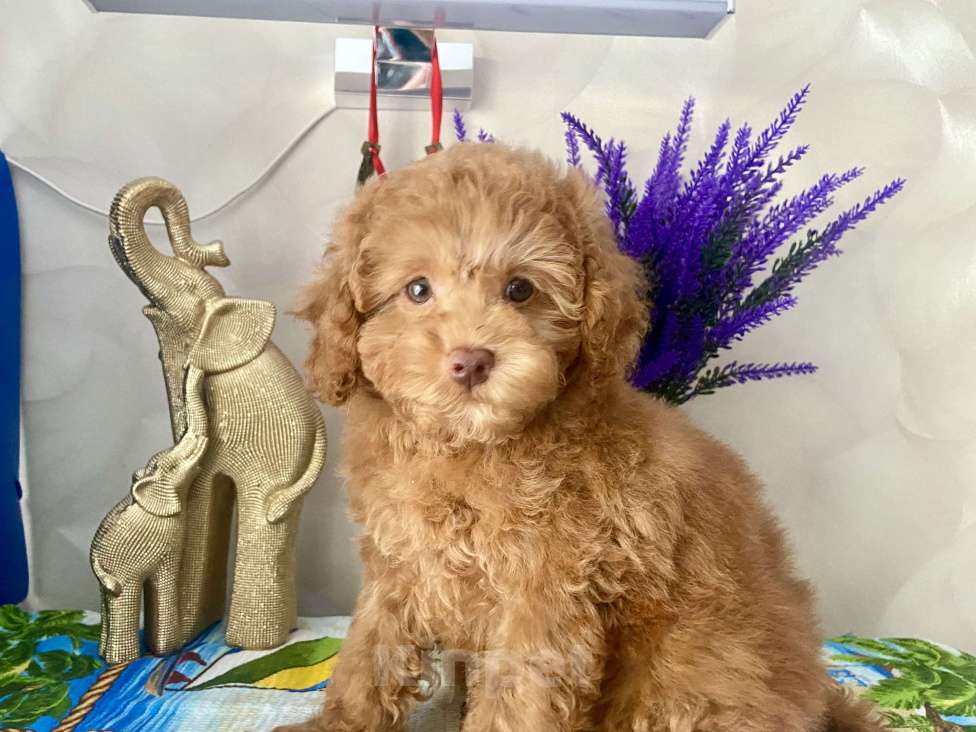 Собаки в Омске: Той пудель,щенок Мальчик, 80 000 руб. - фото 4