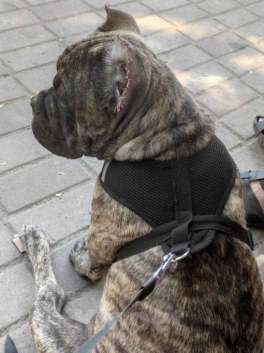 Собаки в Шахте: Американский булли тигрового окраса Девочка, 70 000 руб. - фото 2