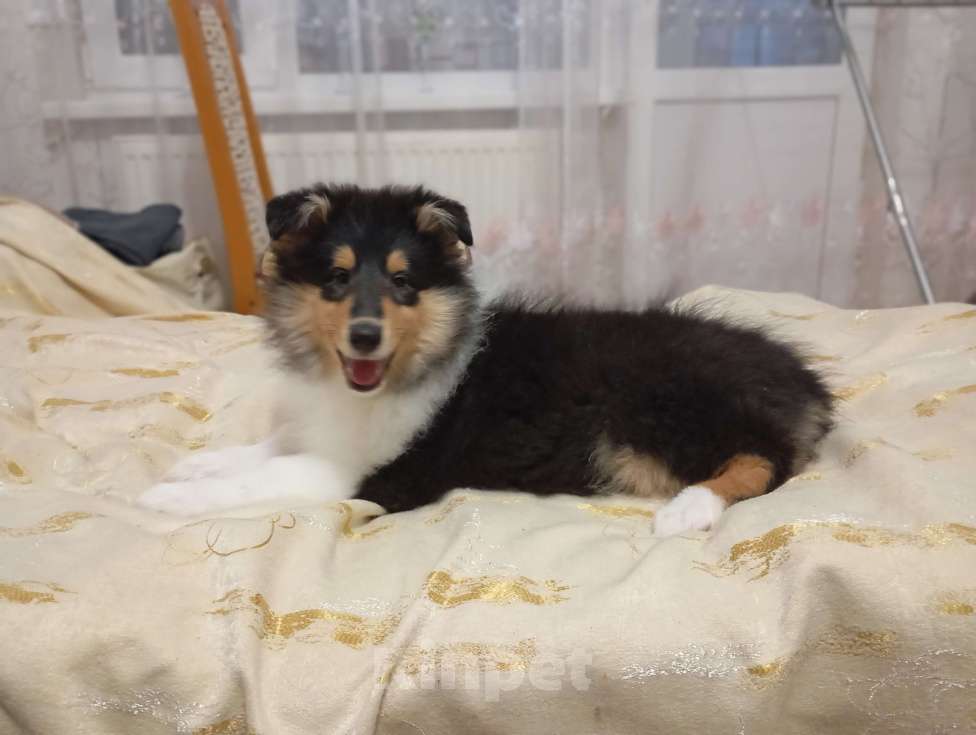 Собаки в Калининграде: Ласковая, любознательная девочка в поиске любящего и ответственного владельца Девочка, Бесплатно - фото 3