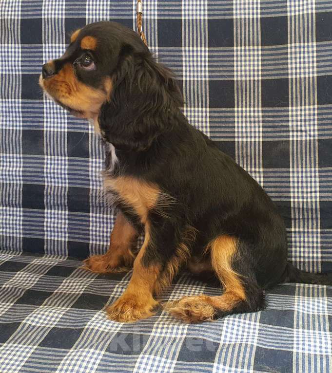 Собаки в других городах Московской области: Щенок королевской породы шоу класса — нежный, преданный и невероятно красивый Мальчик, 150 000 руб. - фото 3