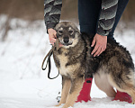 Собаки в Москве: Щенок аристократ из приюта Мышкин Мальчик, Бесплатно - фото 3