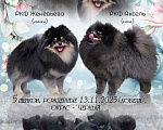 Собаки в Москве: Щенки померанский шпиц, кобель, черный Мальчик, Бесплатно - фото 4