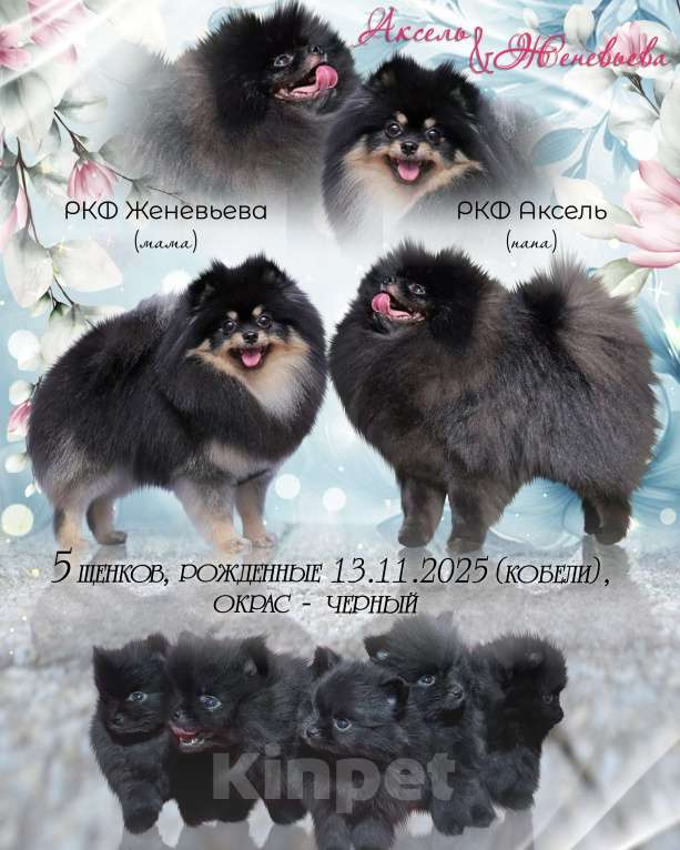 Собаки в Москве: Щенки померанский шпиц, кобель, черный Мальчик, Бесплатно - фото 4