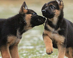 Собаки в Электростали: Щенки немецкой овчарки  Девочка, 60 000 руб. - фото 6