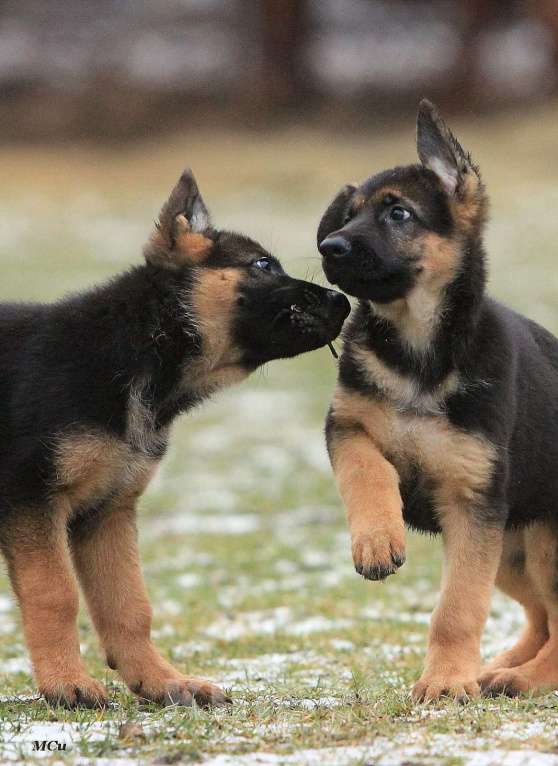 Собаки в Электростали: Щенки немецкой овчарки  Девочка, 60 000 руб. - фото 6