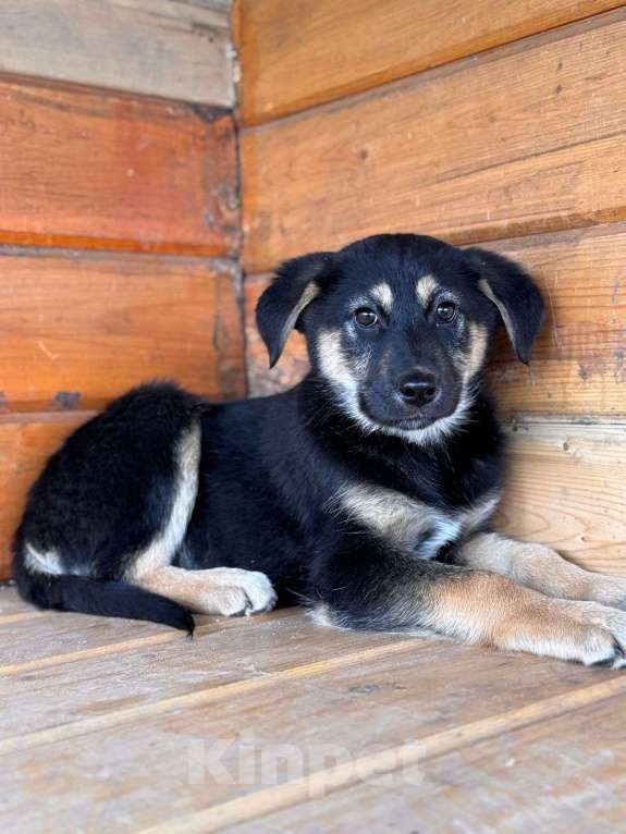 Собаки в Уфе: Щенок-девочкм Девочка, Бесплатно - фото 3