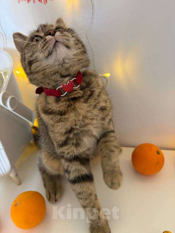 Кошки в Москве: Красотка Клео, очень красивый котёнок! Девочка, Бесплатно - фото 10