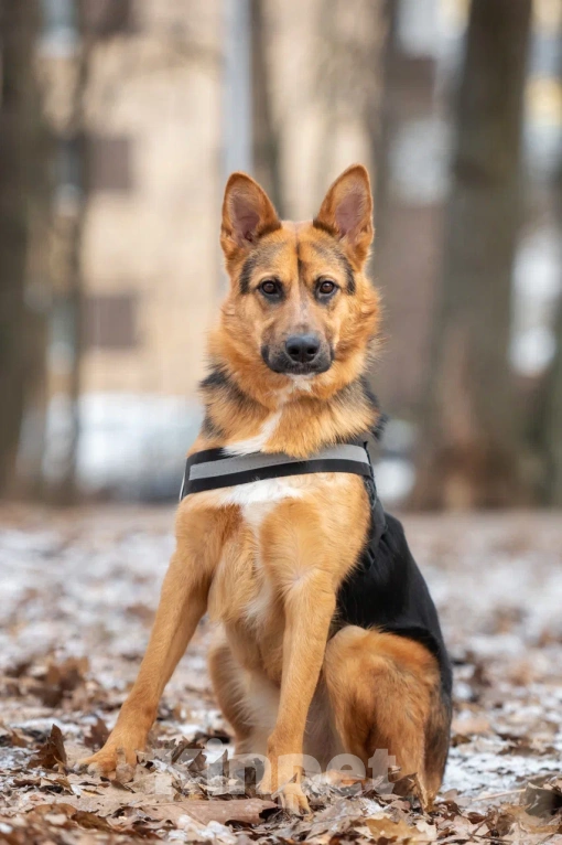 Собаки в Москве: Джой Мальчик, Бесплатно - фото 2