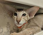 Кошки в Балашихе: Ориентальная кошечка Дорис Девочка, 95 000 руб. - фото 6
