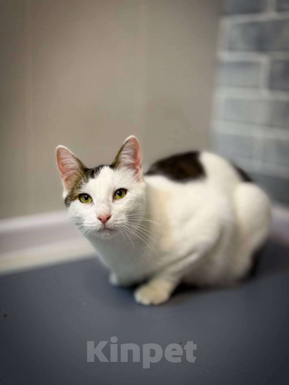 Кошки в Санкт-Петербурге: Кошка ищет дом Девочка, Бесплатно - фото 1