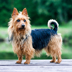 Австралийский терьер