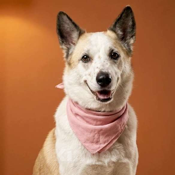 Собаки в Москве: Веселая Берта ищет дом Девочка, Бесплатно - фото 1