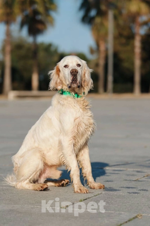 Собаки в Москве: Лео - конопатый ангел ищет семью  Мальчик, 1 000 руб. - фото 4