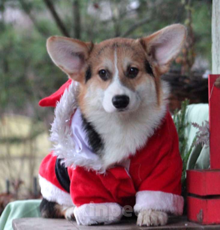 Собаки в Санкт-Петербурге: Корги Мальчик, 90 000 руб. - фото 7