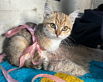 Кошки в Каменске-Уральском: Котенок бесплатно Девочка, Бесплатно - фото 1