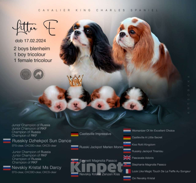 Собаки в других городах Краснодарского края: Кавалер Кинг Чарльз  Мальчик, 90 000 руб. - фото 4