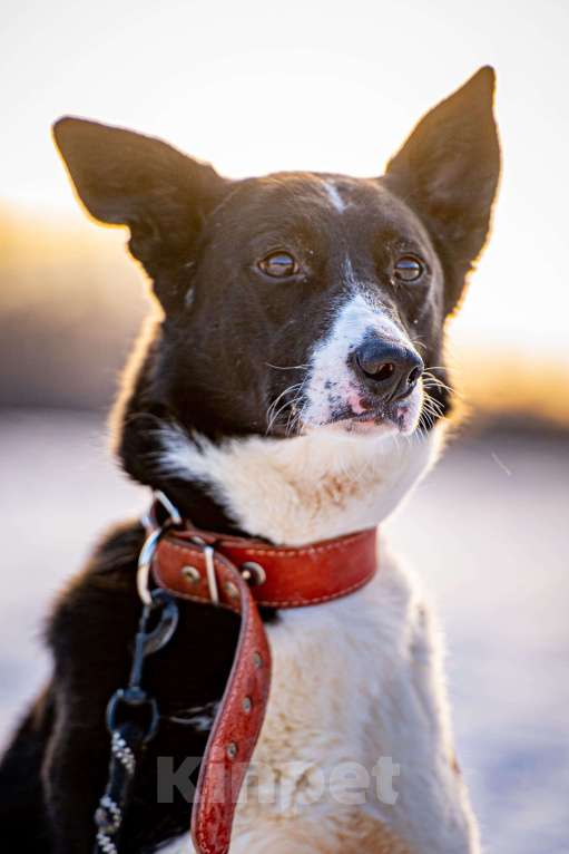 Собаки в Клине: Джоли - звёздная собачка Девочка, Бесплатно - фото 8