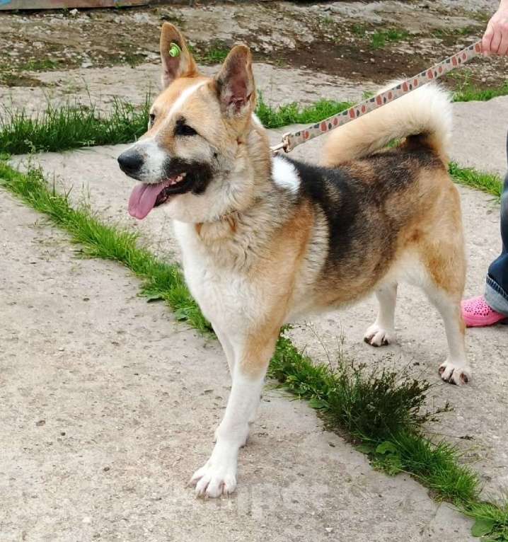 Собаки в Москве: Супер позитивная девчонка Зира ищет своего ЧЕЛОВЕКА  Девочка, Бесплатно - фото 5