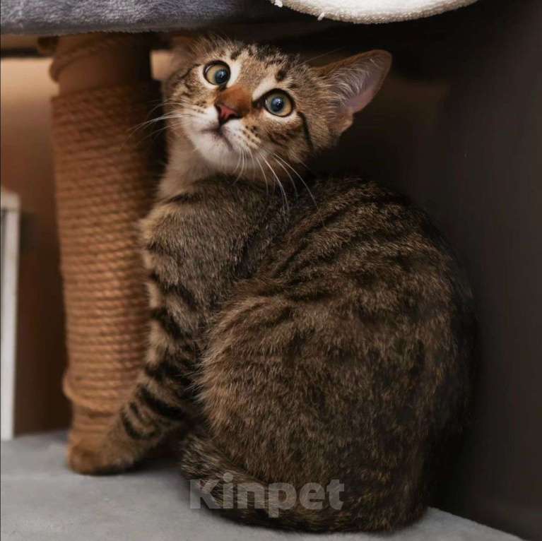 Кошки в Москве: Камышика никто не замечает Мальчик, Бесплатно - фото 5