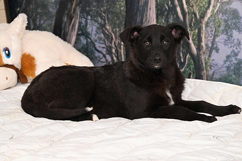 Марлин  4 мес. Добрая ,игривая, нежная девочка! Ждет своего настоящего Друга!