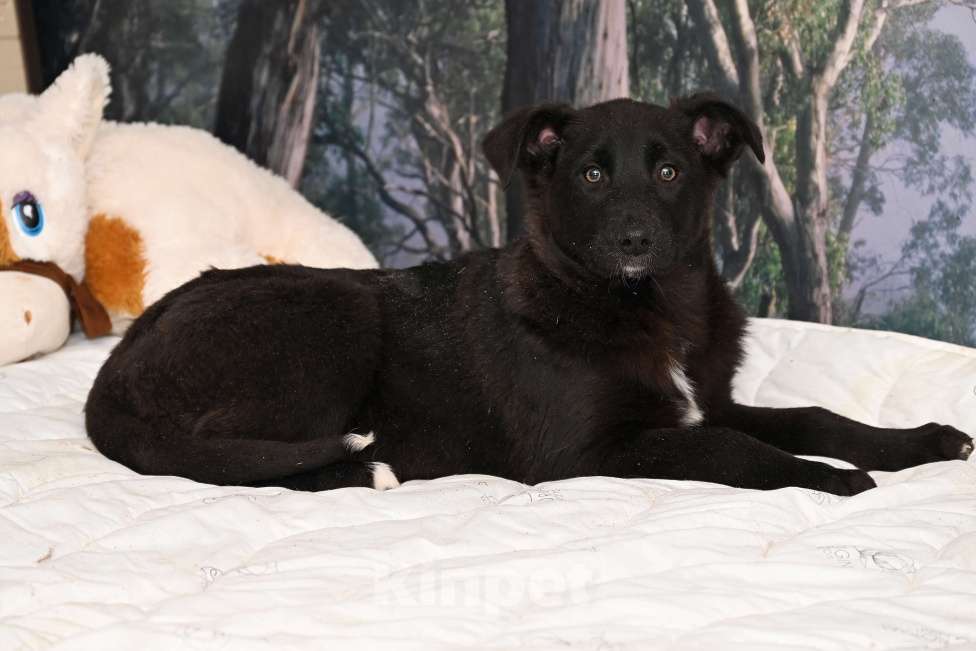 Собаки в других городах Московской области: Марлин  4 мес. Добрая ,игривая, нежная девочка! Ждет своего настоящего Друга! Девочка, 1 000 руб. - фото 1