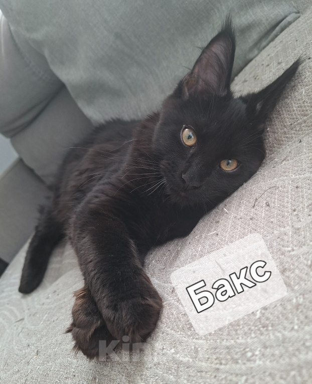 Кошки в Оренбурге: Котята мейн-кун Разнополые, 14 000 руб. - фото 7