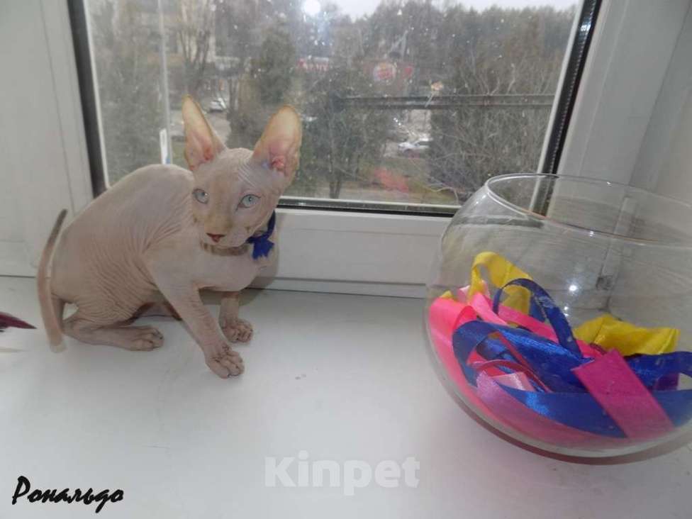 Кошки в Москве: Канадский сфинкс, мальчик Мальчик, 20 000 руб. - фото 1