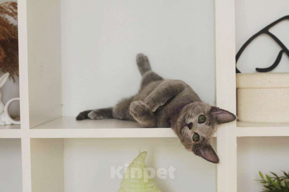 Кошки в Москве: Русский голубой котенок Мальчик, 60 000 руб. - фото 8