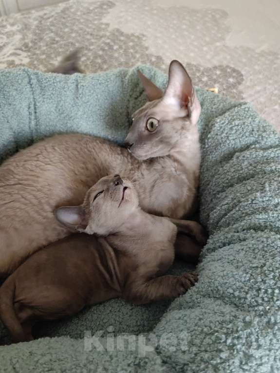 Кошки в Смоленске: Бархатные котята Девочка, 35 000 руб. - фото 9