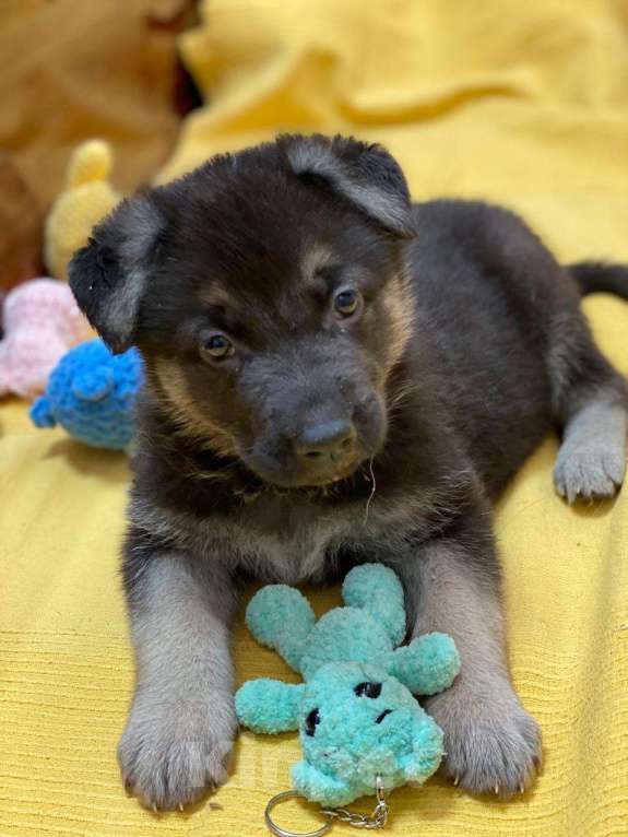 Собаки в Щелково: Щенки восточноевропейской овчарки Мальчик, 58 000 руб. - фото 5
