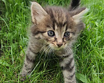 Кошки в Туле: Котята в добрые руки Мальчик, Бесплатно - фото 2