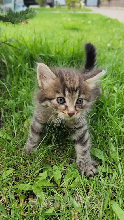 Кошки в Туле: Котята в добрые руки Мальчик, Бесплатно - фото 2
