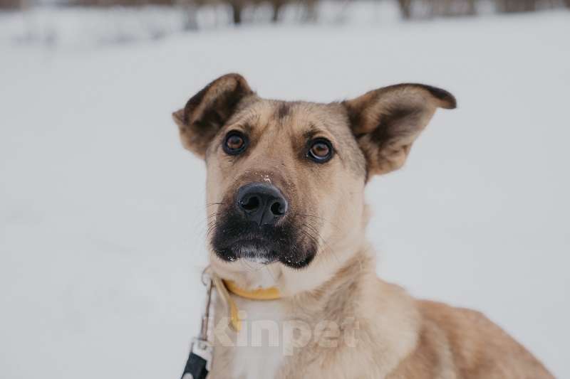 Собаки в Москве: Ясенька, идеально квартирная собачка Девочка, 1 руб. - фото 2