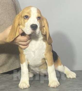 Собаки в Иркутске: Продам щенка породы "Бигль". Девочка, Бесплатно - фото 7