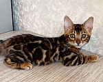 Кошки в Москве: Клубные бенгальские котята Мальчик, 50 000 руб. - фото 1